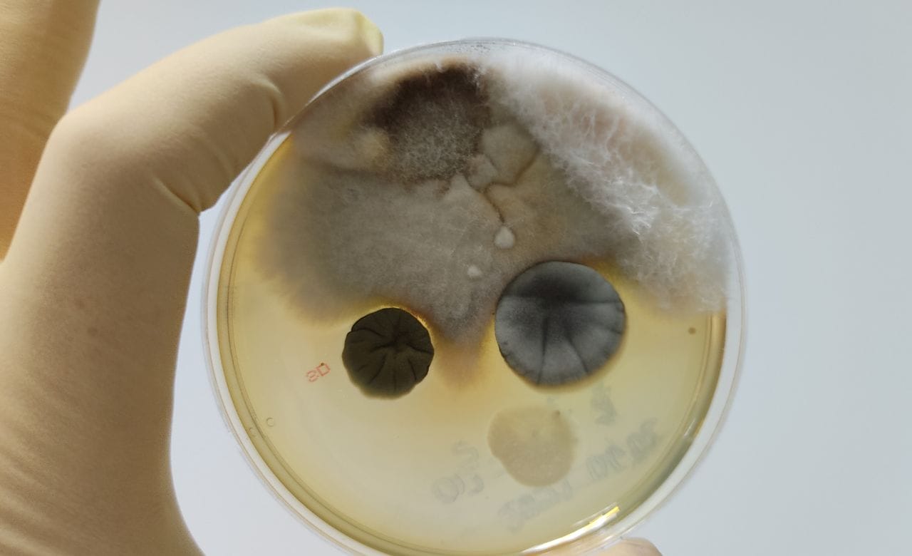 mold testing